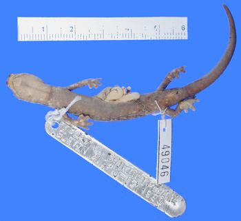 Media type: image; Herpetology A-49046